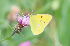 Colias croceus