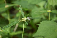 Campsomerinae