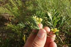 Sibbaldianthe orientalis