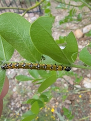 Uresiphita reversalis