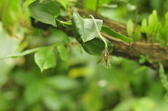 Epidendrum angustilobum