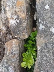 Asplenium adiantum-nigrum