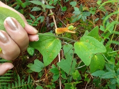 Passiflora citrina