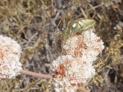 Peucetia viridans