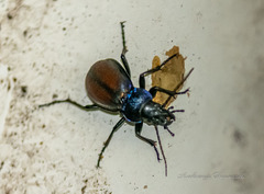 Carabus schoenherri