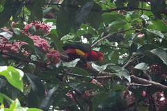 Charmosyna josefinae