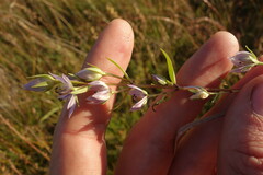Gentianaceae