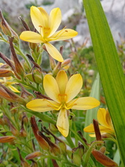 Wachendorfia multiflora
