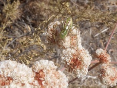 Peucetia viridans