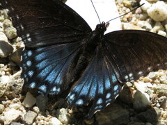 Limenitis arthemis arizonensis