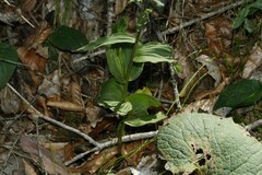 Epipactis