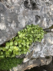 Salix herbacea