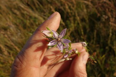Gentianaceae