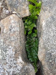 Asplenium adiantum-nigrum
