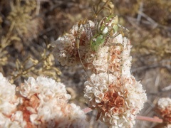 Peucetia viridans