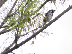 Phylidonyris novaehollandiae