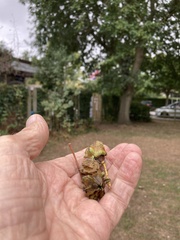 Andricus quercuscalicis