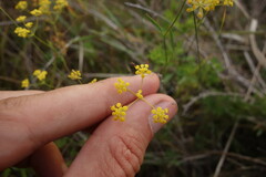 Bupleurum