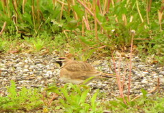 Eremophila alpestris