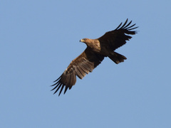 Aquila rapax