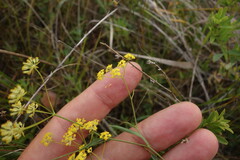 Bupleurum