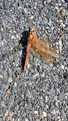 Libellula needhami