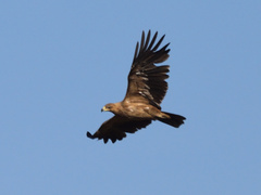 Aquila rapax