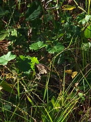 Papilioninae