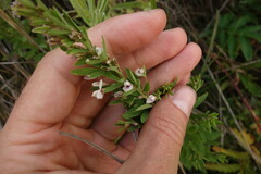 Lespedeza juncea