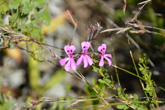 Pelargonium reniforme