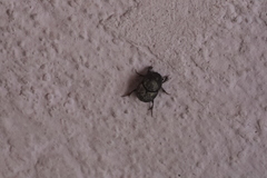 Onthophagus