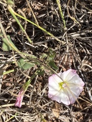 Convolvulus