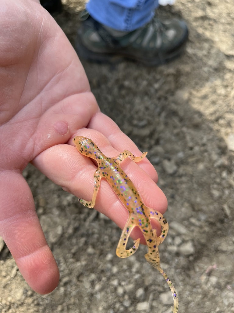 Cheat Mountain Salamander in September 2022 by cieraheine. JOKES