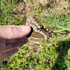 Papilio palamedes