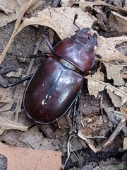 Lucanus capreolus