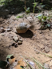 Terrapene carolina triunguis