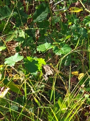 Papilioninae