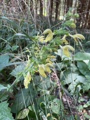 Salvia glutinosa