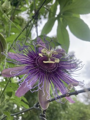 Passiflora incarnata × cincinnata