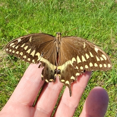 Papilio palamedes