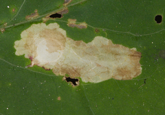 Astrotischeria astericola