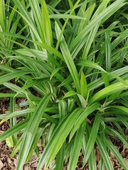 Pandanus amaryllifolius