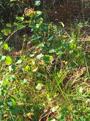 Papilioninae