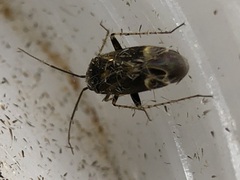 Plagiognathus obscurus