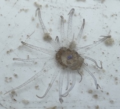 Bunodeopsis globulifera