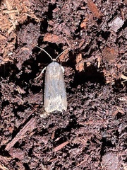 Agrotis