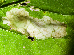 Astrotischeria astericola