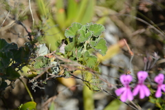 Pelargonium reniforme