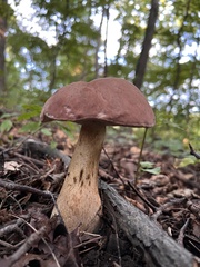 Tylopilus rubrobrunneus