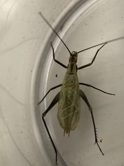 Oecanthus nigricornis